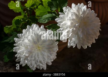 Nahaufnahme der reinen weißen Chrysantheme indicum Blüten, die im Topf im Garten im hellen Sonnenlicht blühen Stockfoto