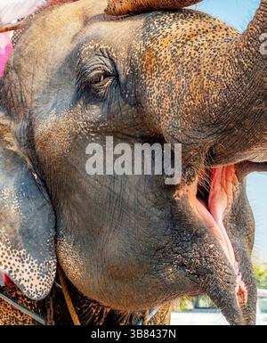 Thailand-Feb 09 2024: Touristen nehmen an einem heißen Nachmittag in der Nähe des alten Königspalastes an Elefanten-zurück-Touren Teil, geführt von ihren Pflegern. Stockfoto
