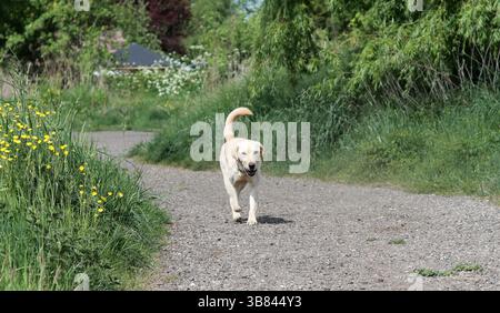 Labrador Retriever Welpe läuft im Sommer auf einer grünen Wiese. Labrador Retriever läuft auf einer Landstraße mit Löwenzahn Stockfoto