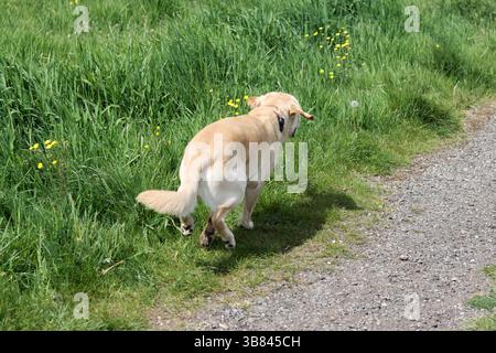 Labrador Retriever Welpe läuft im Sommer auf einer grünen Wiese. Labrador Retriever läuft auf einer Landstraße mit Löwenzahn Stockfoto