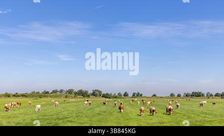 Herde von Kühen, die auf der Weide weiden, friedlich und sonnig in holländischer Landschaft in flachem Land mit blauem Himmel Stockfoto