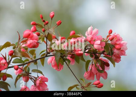 Apfelbaumzweig mit rosafarbenen Blüten in Fuu-Blüte. Stockfoto