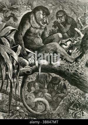 LANGNASEN-AFFEN ( Nasalis lavertus ) - Borneo Proboscis Affen Gravur in Dschungeldach Stockfoto