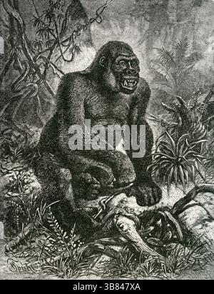 DER GORILLA (Gorilla gini) - afrikanischer Gorilla Gravur im tropischen Regenwald Stockfoto