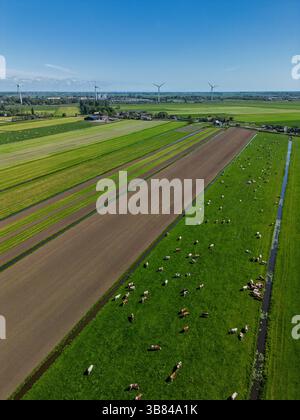 Blick aus der Vogelperspektive auf grüne Felder mit weidenden Kühen, frisch gepflügte Felder und entfernte Windturbinen unter einem klaren blauen Himmel in der niederländischen Landschaft. Stockfoto