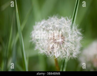 Taraxacum - Löwenzahn-Uhr-Saatkopf Stockfoto