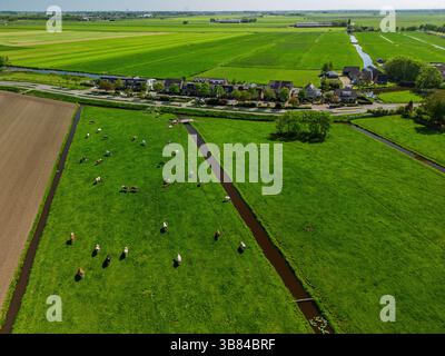 Blick aus der Vogelperspektive auf grüne Felder mit weidenden Kühen, frisch gepflügte Felder und entfernte Windturbinen unter einem klaren blauen Himmel in der niederländischen Landschaft. Stockfoto