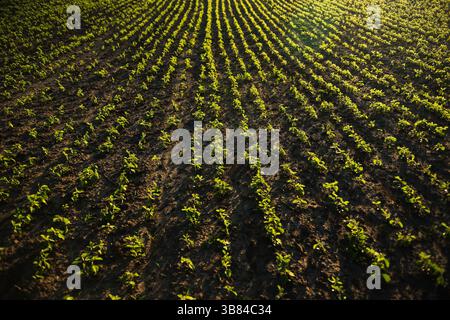 Sojabohnenfeld von oben erfasst, wodurch perfekte Pflanzsymmetrie entsteht Stockfoto
