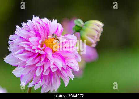 Hoverfly Fütterung auf rosa und weiße Dahlienblume mit grünem Hintergrund Stockfoto