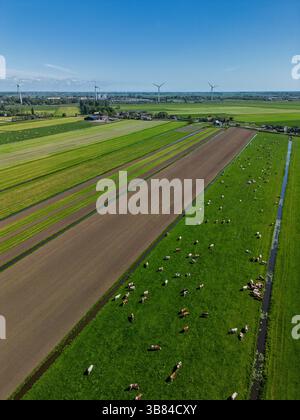 Blick aus der Vogelperspektive auf grüne Felder mit weidenden Kühen, frisch gepflügte Felder und entfernte Windturbinen unter einem klaren blauen Himmel in der niederländischen Landschaft. Stockfoto