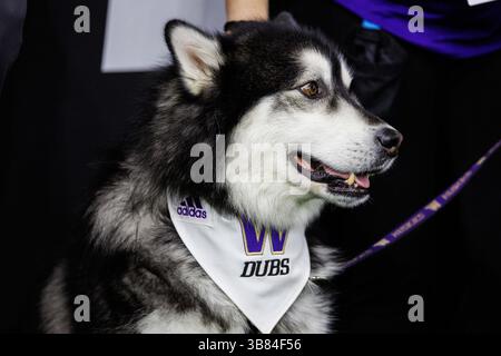 8. Januar 2024: Washington Huskies Husky während des College Football Playoff National Championship-Spiels zwischen den Washington Huskies und den Michigan Wolverines im NRG Stadium in Houston, Texas. John Mersits/CSM (Credit Image: © John Mersits/CSM via ZUMA Press Wire) Stockfoto