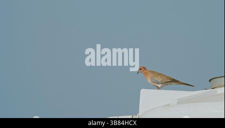 Agra, Uttar Pradesh, Indien. Bewegung Lachende Taube Sitzt Am Dachrand. Spilopelia senegalensis, kleine Langschwanztaube oder kleine Brauntaube, Schildkröte Stockfoto