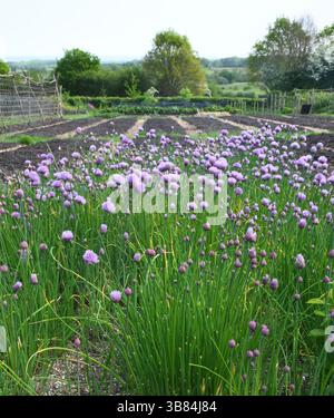 Schnittlauch-Darstellung Stockfoto