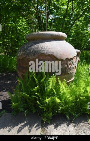 Farne in sonnigen Wäldern Stockfoto