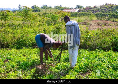 17. Februar 2024, Siaya, KENIA: Lokale Bauern im Dorf Ndere halten ihre Farmen unter Beobachtung im North Gem im Siaya County. GEM ist ein Wahlkreis in Kenia. Es ist einer von sechs Wahlkreisen im Siaya County. Der Wahlkreis wurde für die Wahlen 1963 eingerichtet. Sie hat 179.792 Einwohner, basierend auf dem Volkszählungsbericht von 2019, und ihr derzeitiges Mitglied der Nationalversammlung ist Hon. Elisha Ochieng' Odhiambo von der Orange Democratic Movement (ODM) Partei. (Bild: © Donwilson Odhiambo/ZUMA Press Wire) Stockfoto