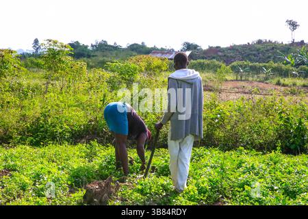 17. Februar 2024, Siaya, KENIA: Lokale Bauern im Dorf Ndere halten ihre Farmen unter Beobachtung im North Gem im Siaya County. GEM ist ein Wahlkreis in Kenia. Es ist einer von sechs Wahlkreisen im Siaya County. Der Wahlkreis wurde für die Wahlen 1963 eingerichtet. Sie hat 179.792 Einwohner, basierend auf dem Volkszählungsbericht von 2019, und ihr derzeitiges Mitglied der Nationalversammlung ist Hon. Elisha Ochieng' Odhiambo von der Orange Democratic Movement (ODM) Partei. (Bild: © Donwilson Odhiambo/ZUMA Press Wire) Stockfoto