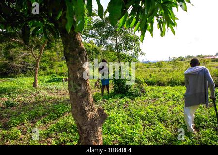 17. Februar 2024, Siaya, KENIA: Lokale Bauern im Dorf Ndere halten ihre Farmen unter Beobachtung im North Gem im Siaya County. GEM ist ein Wahlkreis in Kenia. Es ist einer von sechs Wahlkreisen im Siaya County. Der Wahlkreis wurde für die Wahlen 1963 eingerichtet. Sie hat 179.792 Einwohner, basierend auf dem Volkszählungsbericht von 2019, und ihr derzeitiges Mitglied der Nationalversammlung ist Hon. Elisha Ochieng' Odhiambo von der Orange Democratic Movement (ODM) Partei. (Bild: © Donwilson Odhiambo/ZUMA Press Wire) Stockfoto