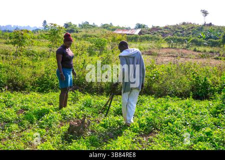 17. Februar 2024, Siaya, KENIA: Lokale Bauern im Dorf Ndere halten ihre Farmen unter Beobachtung im North Gem im Siaya County. GEM ist ein Wahlkreis in Kenia. Es ist einer von sechs Wahlkreisen im Siaya County. Der Wahlkreis wurde für die Wahlen 1963 eingerichtet. Sie hat 179.792 Einwohner, basierend auf dem Volkszählungsbericht von 2019, und ihr derzeitiges Mitglied der Nationalversammlung ist Hon. Elisha Ochieng' Odhiambo von der Orange Democratic Movement (ODM) Partei. (Bild: © Donwilson Odhiambo/ZUMA Press Wire) Stockfoto