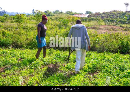 17. Februar 2024, Siaya, KENIA: Lokale Bauern im Dorf Ndere halten ihre Farmen unter Beobachtung im North Gem im Siaya County. GEM ist ein Wahlkreis in Kenia. Es ist einer von sechs Wahlkreisen im Siaya County. Der Wahlkreis wurde für die Wahlen 1963 eingerichtet. Sie hat 179.792 Einwohner, basierend auf dem Volkszählungsbericht von 2019, und ihr derzeitiges Mitglied der Nationalversammlung ist Hon. Elisha Ochieng' Odhiambo von der Orange Democratic Movement (ODM) Partei. (Bild: © Donwilson Odhiambo/ZUMA Press Wire) Stockfoto