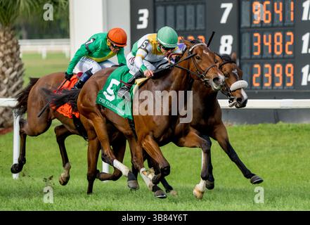 9. März 2024, Tampa, FL, USA: Waskesiu (ON)(5), geritten von Jockey Junior Alvarado, gewinnt am 10. Februar 2024 die Florida Oaks (Klasse 3) am Tampa Bay Derby Day in den Tampa Bay Downs in Tampa Bay, Florida. Scott Serio/Eclipse Sportswire/CSM (Credit Image: © Scott Serio/CSM via ZUMA Press Wire) Stockfoto
