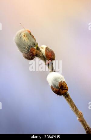 Eine Nahaufnahme von drei Knospen auf einem Zweig, bedeckt mit weichem Fuzz und teilweise umhüllt von braunen Schuppen. Der sanft verschwommene Hintergrund mit einem warmen Farbverlauf e Stockfoto