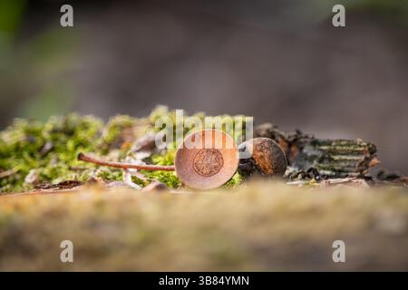 Ein Makrofoto einer Eichel und ihrer Kappe, die auf einem weichen Moosbett und Rindenfragmenten aufliegt. Stockfoto