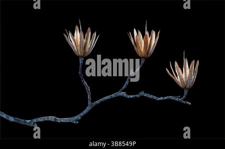 Zweig eines Tulpenbaums (Liriodendron tulipifera) im Spätwinter mit Restsaatenhaufen. Stockfoto