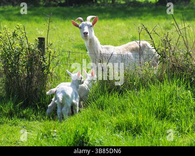 Eine weiße Ziege auf einer Wiese mit ihren beiden Kindern. Stockfoto