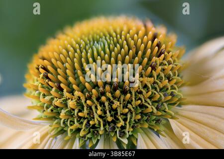 Echinacea purpurea, Familie der Sonnenblumen, gelber Stamm, Mitte des Blütenkopfes Stockfoto