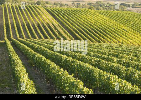 Weinberg im Chianti, Toskana, Italien, berühmte Landschaft, Europa Stockfoto