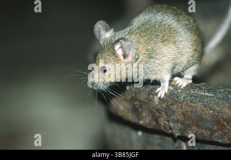Hausmaus (Mus musculus) auf einem alten Fass mit rostigem Eisenring, Nordrhein-Westfalen, Deutschland, Europa Stockfoto