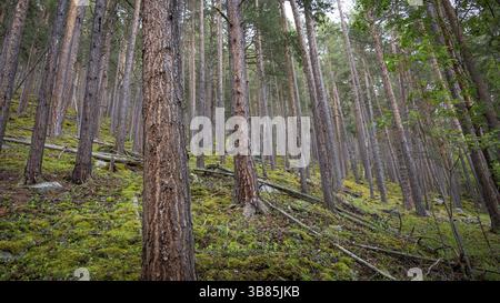 Dichter Kiefernwald mit moosbedecktem Boden und hoch aufragenden Baumstämmen, Gudbrandsdalen, Norwegen, Europa Stockfoto
