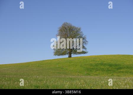Ein einzelner Baum auf einem blühenden Hügel unter einem klaren blauen Himmel. Keine Sonne auf dem Bild, Kupferbuche (Fagus sylvatica) bei Füssen, Ostallgaeu, Allgaeu, BAV Stockfoto