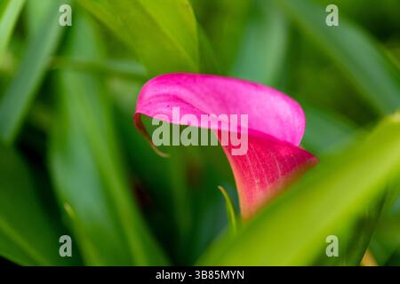 Isolierte rosa Calla-Lilie im Garten Stockfoto