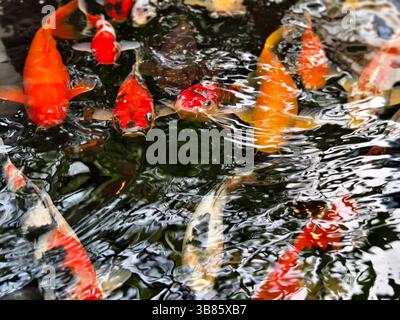 Bunte Muster Koi treffen sich in einem ruhigen Teich Stockfoto
