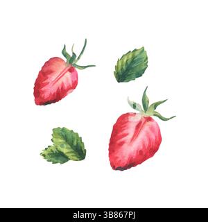 Eine Aquarellillustration mit zwei Hälften frischer Erdbeeren und drei Minzblättern, zart mit lebhaften Farben bemalt. Dieser isolierte Satz ist Stockfoto
