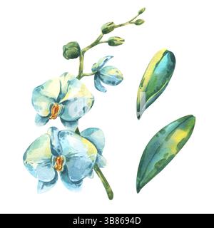 Ein Aquarellset mit einem Orchideenzweig mit großen weißen und blauen Blüten, begleitet von zwei separaten grünen Blättern. Ideal für botanische und blumige Anwendungen Stockfoto