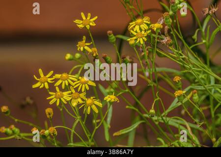 Schmalblättrige Ragkraut-Blüten wachsen frei auf einem ländlichen Garten in den östlichen Andengebirgen in Zentral-Kolumbien in der Nähe der Stadt Villa de Leyva. Stockfoto