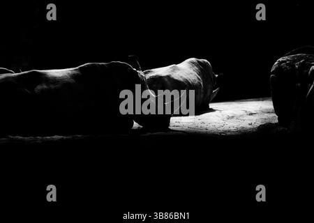 Wunderschönes Rhinozeros, das schläft Stockfoto