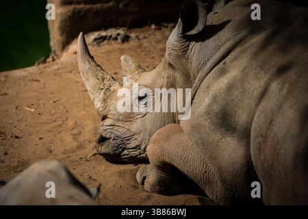 Wunderschönes Rhinozeros, das schläft Stockfoto