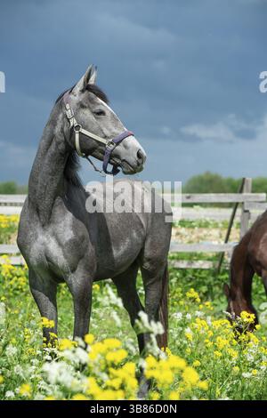 Porträt eines grauen Pferdes, das sich auf einer gelben Blumenweide vor dramatischem Himmel aufstellt Stockfoto