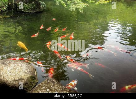 Koi-Karpfen fischen bunt im Teich. Cyprinus carpio (Spiegelkarpfen; Nishikigoi) ist ein Zierfisch. Stockfoto