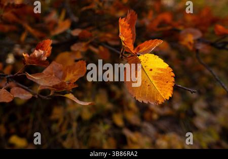 14. Oktober 2023: Der Waldboden bietet seinen eigenen Makroglanz und seine Farbe, da die Herbstsaison seinen Reichtum zeigt. Crested Butte, Colorado (Foto: © Larry Clouse/CSM/CSM via ZUMA Press Wire) Stockfoto