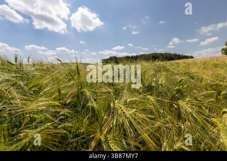 Ein Roggen mit Ohren mit langen Ranken in der Sommersaison, ein Ackerfeld mit unreifen Roggenkörnern vor blauem Himmel mit Wolken, Landschaft mit f Stockfoto