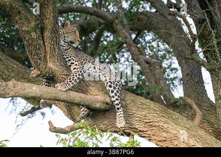Leopard (Panthera pardus), junges erwachsenes Weibchen, das den Tag in einem Baumdach ausruht Stockfoto