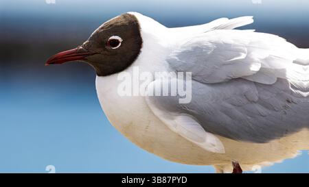 Black Heap Gull on the Sea Wall in Newbiggin by the Sea, Northumberland, Mai 2025 Stockfoto
