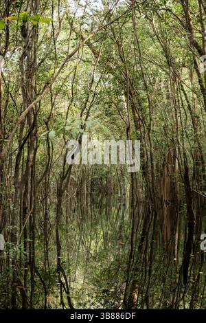 Schwarzwasser überflutete Wälder des Amazonasbeckens. Dieser besondere Lebensraum ist ein schwarzwassersumpf, langsam bewegendes Wasser, dunkel wie Tee, aber klar. Stockfoto
