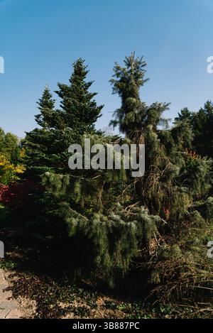 Hohe immergrüne Kiefern mit dichten Nadeln wachsen in einem Landschaftsgarten unter einem hellblauen Himmel an einem sonnigen Tag. Stockfoto