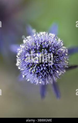 Eryngium planum, der blaue Eryngo oder Flachmeer stechpalme, Mannstreu oder Edeldistel auf Deutsch, Blütenkopf vor der Nase. Es ist eine krautige Staudendistel in Stockfoto