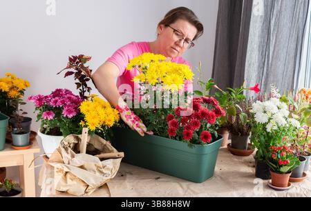 Reife Frau, 50, pflanzte sorgfältig Chrysanthemen in Töpfe um und bereitete ihre Terrasse für den Herbst mit schönen Blumen vor Stockfoto